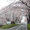 久地桜まつりとかすみ堤の保存についての市の回答